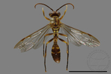 ǦW:Parapolybia varia