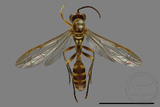 ǦW:Parapolybia varia