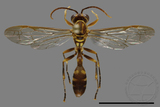 ǦW:Parapolybia varia