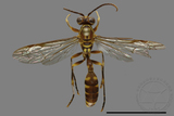 ǦW:Parapolybia varia