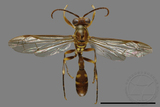 ǦW:Parapolybia varia