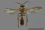 ǦW:Parapolybia varia