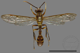 ǦW:Parapolybia varia