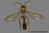 ǦW:Parapolybia varia