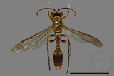 ǦW:Parapolybia varia