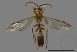 ǦW:Parapolybia varia