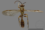 ǦW:Parapolybia varia