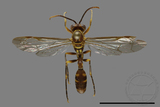 ǦW:Parapolybia varia