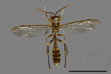 ǦW:Parapolybia varia