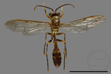 ǦW:Parapolybia varia