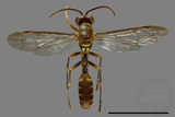 ǦW:Parapolybia varia