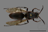 ǦW:Polistes huisunensis