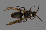 ǦW:Polistes huisunensis