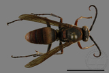 ǦW:Polistes huisunensis