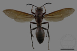 ǦW:Polistes tenebricosus