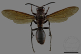 ǦW:Polistes tenebricosus