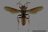 ǦW:Polistes huisunensis