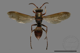 ǦW:Polistes eboshinus