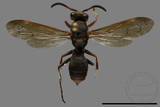 ǦW:Polistes eboshinus