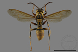 ǦW:Polistes rothneyi