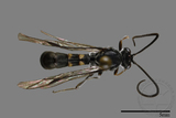 ǦW:Ichneumonidae sp.