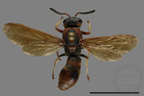 ǦW:Orancistrocerus drewseni ingens