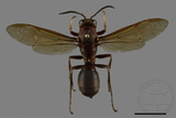 ǦW:Polistes tenebricosus