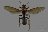 ǦW:Polistes tenebricosus