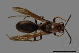 ǦW:Polistes tenebricosus