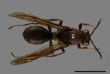 ǦW:Polistes tenebricosus