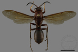 ǦW:Polistes tenebricosus