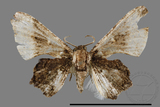 ǦW:Monobolodes pernigrata