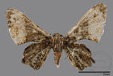 ǦW:Monobolodes pernigrata