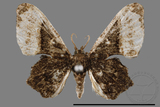 ǦW:Monobolodes pernigrata