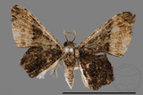 ǦW:Monobolodes pernigrata