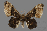 ǦW:Monobolodes pernigrata