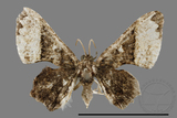 ǦW:Monobolodes pernigrata