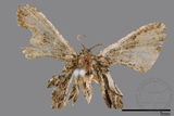 ǦW:Monobolodes pernigrata