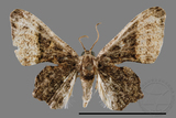 ǦW:Monobolodes pernigrata