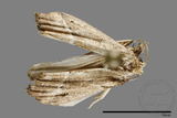 ǦW:Noctuidae sp.