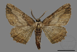 ǦW:Menophra anaplagiata