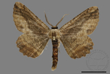 ǦW:Menophra anaplagiata