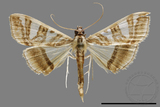 ǦW:Glyphodes pyloalis