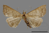 ǦW:Hipoepa biasalis