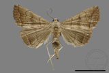 ǦW:Hipoepa biasalis