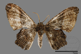 ǦW:Monobolodes pernigrata