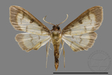 ǦW:Crambidae sp.