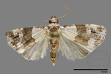 ǦW:Noctuidae sp.