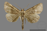 ǦW:Niphonyx segregata