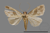 ǦW:Noctuidae sp.